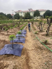 Vải Phủ Chống Cỏ Gốc Cây - Đủ Mọi Kích Cỡ