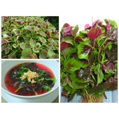Hạt giống rau Dền mix Phú Nông 20gr