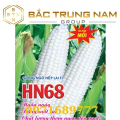 Hạt Giống NGÔ NẾP LAI HN68 THƠM NGON gói 500g