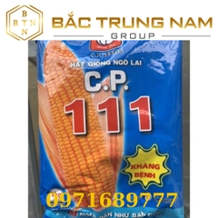 HẠT GIỐNG NGÔ LAI C.P.111