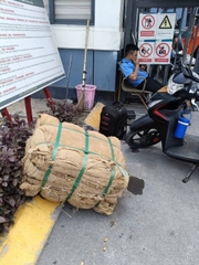 Bao tải đay - Bảo dưỡng bê tông. Bảo vệ và giữ ẩm cho cây