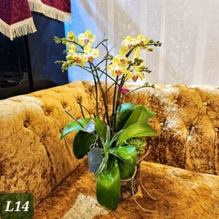 L14 Thiết kế Sang Trọng