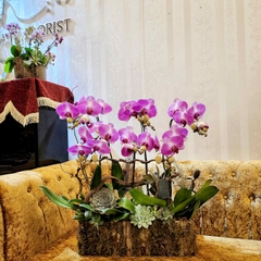 L9 Thiết kế Sang Trọng