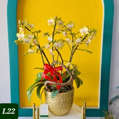L22 Thiết kế Hiện Đại
