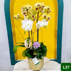 L37 Thiết kế Sang Trọng