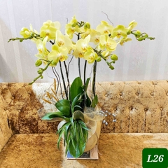 L26 Thiết kế Sang Trọng