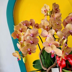 L19 Thiết kế Hiện Đại