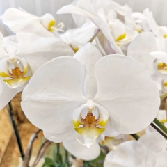L28 Thiết kế Sang Trọng