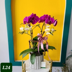 L24 Thiết kế Hiện Đại