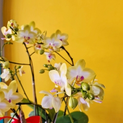 L22 Thiết kế Hiện Đại