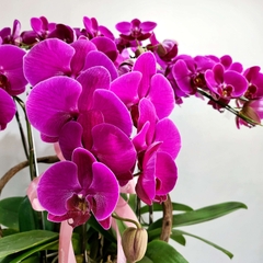 L20 Thiết kế Hiện Đại