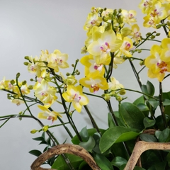 L21 Thiết kế Hiện Đại