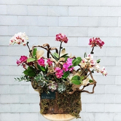 L8 Thiết kế Sang Trọng