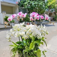 L29 Thiết kế Sang Trọng
