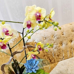 L27 Thiết kế Sang Trọng