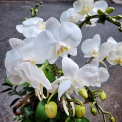 L5 Thiết kế Sang Trọng
