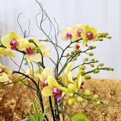 L25 Thiết kế Sang Trọng