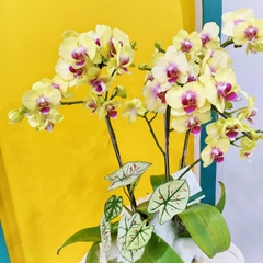 L33 Thiết kế Sang Trọng