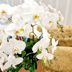 L11 Thiết kế Sang Trọng