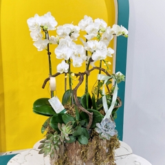 L32 Thiết kế Sang Trọng