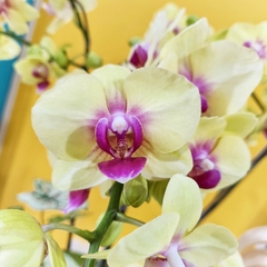 L33 Thiết kế Sang Trọng