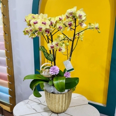 L36 Thiết kế Sang Trọng