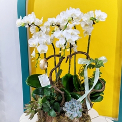 L32 Thiết kế Sang Trọng