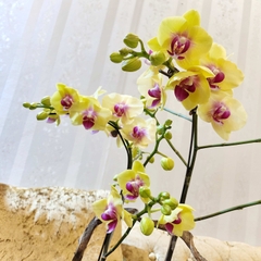 L27 Thiết kế Sang Trọng