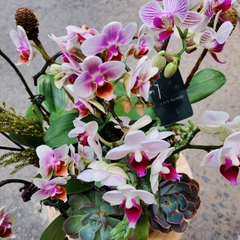 L6 Thiết kế Sang Trọng
