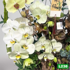 L238