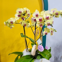 L36 Thiết kế Sang Trọng