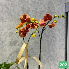 L202