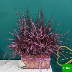 H167