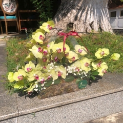 H161