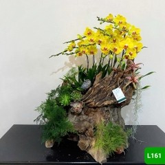 L161