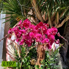 L197