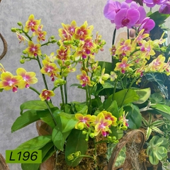 L196