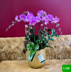 L160