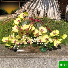 H161