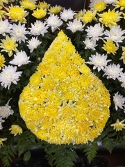 PP25
