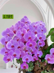 L191