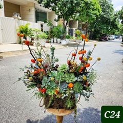 C24