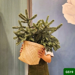 GS19