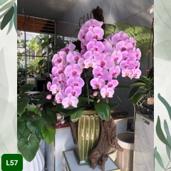L57 Thiết kế Sang Trọng