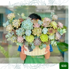 S33