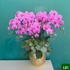 L81