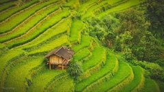 TOUR HÀ NỘI - MÙ CANG CHẢI - ĐỒI MÂM XÔI – RỪNG TRÚC –  ĐỒI MÓNG NGỰA 2 NGÀY 1 ĐÊM