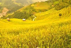 TOUR DU LỊCH MÙ CANG CHẢI MÙA LÚA CHÍN  2 NGÀY 1 ĐÊM