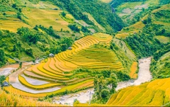 TOUR DU LỊCH MÙ CANG CHẢI MÙA LÚA CHÍN  2 NGÀY 1 ĐÊM