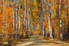TOUR HÀ NỘI - URUMQI – KANAS – HEMU – YINING - HÀ NỘI NO SHOPPING